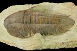 Rare, Homalonotid (Iberocoryphe?) Trilobite - Agdez, Morocco #171536-5